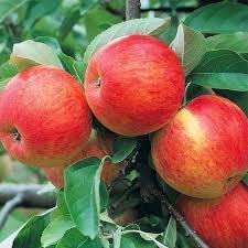Ariya ANNA GRAFTED APPLE PLANT- Live Apple plant for Hot Climate/ Hot Weather- Apple Plant for all Season-From Shimla-Himachal Pradesh (Anna Apple Plant) 4