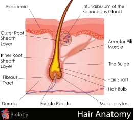 ABRUS Hair Growth Vitalizer 50gram_ Tested | Hair cream With Redensyl, Saw Palmetto, Vitamins, Amino Acids, Keratin, Wheatgerm 6