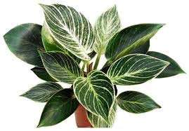 ExoticRarePlants VEINED PHILODENDRON Birkin (White) 4