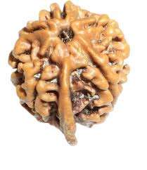 The Gallery of Gemstone Premium Ganesh Rudraksha Indonesia Beads by Lab CertifiedCertified 1