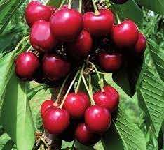 GREEN VOLCANO "Sonata Cherry"Grafted/Clone type hybrid - 1 Healthy Live Super Yielding Early Fruting Sonata Cherry Fruit Plant' 1-1.5 Ft Height in Nursery Grow Bag for Home Garden 5
