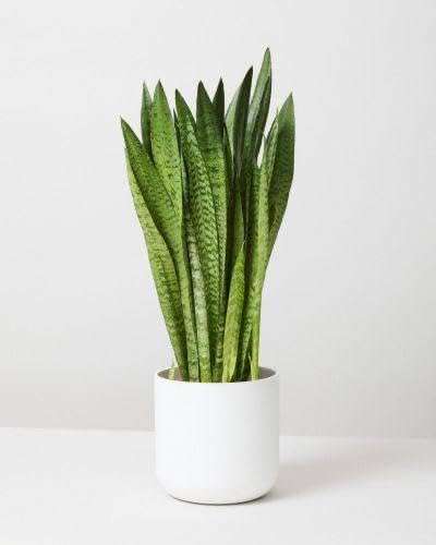 SEEDTREES Snake Plant | Good Luck Snake Plant | Snake plant indoor live plant| Snake plant with pot | Office Desk Balcony | indoor plants for living room | indoor plant | snake plan bedroom 4