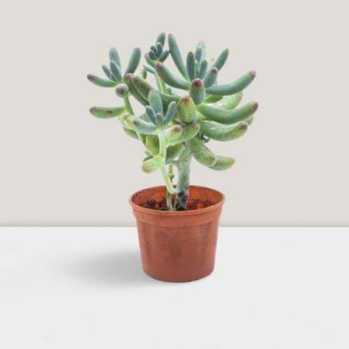 Creative Farmer Succulent Plant Pegasus Flora Live Jelly Bean Exotic Plants Succulents Mini Decorations (Healthy Plant)