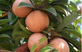 Ariya Kalapati Variety Sopota (Chiku) Fruit Grafted Live Plant With Poly beg 4