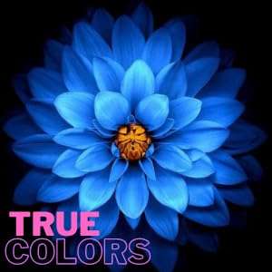 ARIKA 80 cms (32 inches) A-Series Frameless HD Ready LED TV ARC0032ND Model21 (Black) 2