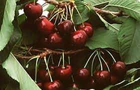 GREEN VOLCANO "Sonata Cherry"Grafted/Clone type hybrid - 1 Healthy Live Super Yielding Early Fruting Sonata Cherry Fruit Plant' 1-1.5 Ft Height in Nursery Grow Bag for Home Garden 4