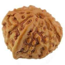 GemSapphire A1 Ganesh Rudraksha Original Indonesia Beads by Lab Certified 1