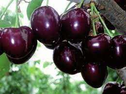 GREEN VOLCANO "Sonata Cherry"Grafted/Clone type hybrid - 1 Healthy Live Super Yielding Early Fruting Sonata Cherry Fruit Plant' 1-1.5 Ft Height in Nursery Grow Bag for Home Garden 1