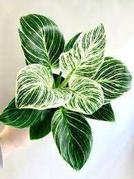 ExoticRarePlants VEINED PHILODENDRON Birkin (White) 1