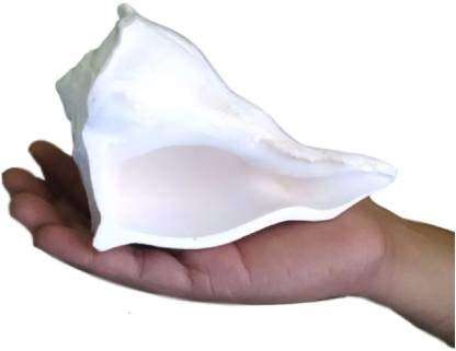 Rudram Big Size Dakshinavarti Shankh || Original Valampuri Sangu Dakshin Mukhi Shankh for Pooja Pure White Sacred Shankh for Puja, Temple (White) 2