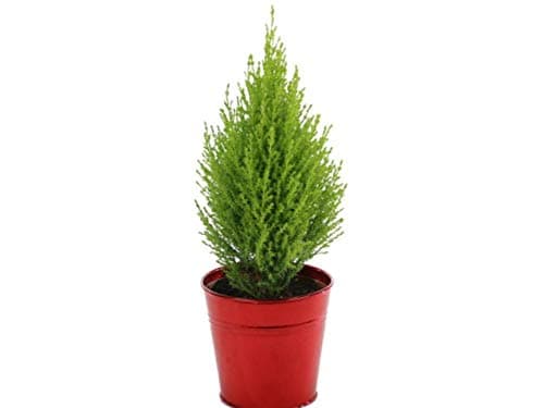 Grun Christmas Tree 1 Ft. Length 1