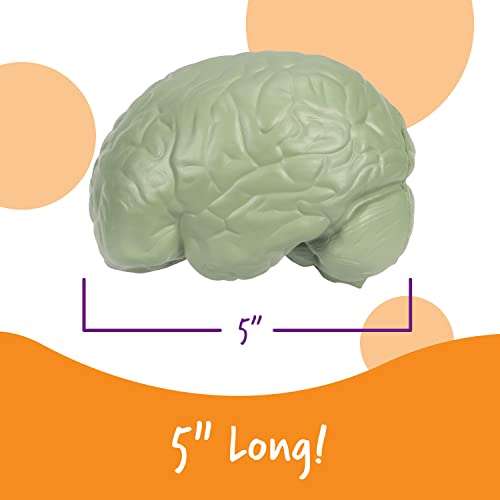 Learning Resources Cross-section Brain Model - 2 Pieces, Ages 7+ Brain Anatomy Model, Brain Functions Model, Human Anatomy for Kids, Foam Brain Model,Back to School Supplies 3