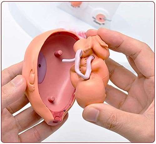 HDCCDM Fetus Growth Process Model Fetal Model The Fetus Uterine Embryo Development Model Medical Teaching Supply Anatomy Teaching Aids 5
