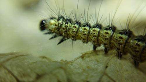 Blips Macro Kit - Mini-Lenses for Smartphone and Tablet 6