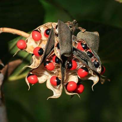 ABRUS Hair Growth Vitalizer 50gram_ Tested | Hair cream With Redensyl, Saw Palmetto, Vitamins, Amino Acids, Keratin, Wheatgerm 4