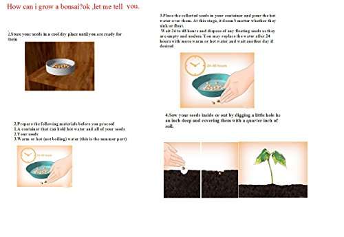 Futaba Rare Lamprocapnos spectabilis - Blue - 5 Pcs 2