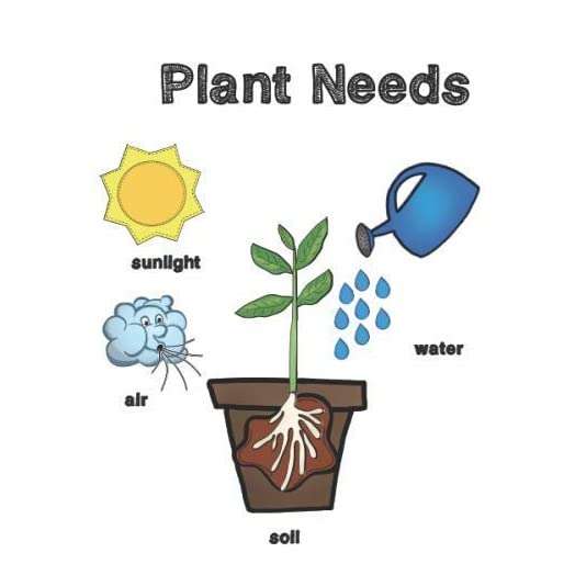 VibeX Rigid Gourd,Torai-100 Seeds 3