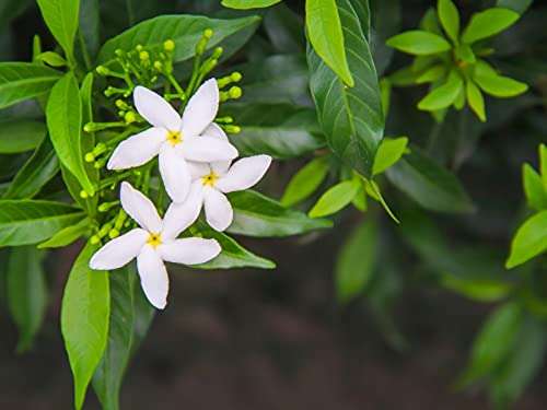 PlantaZee Live Jasmine Yellow bel Color kundo chameli Oudoor Plant with Pot 1