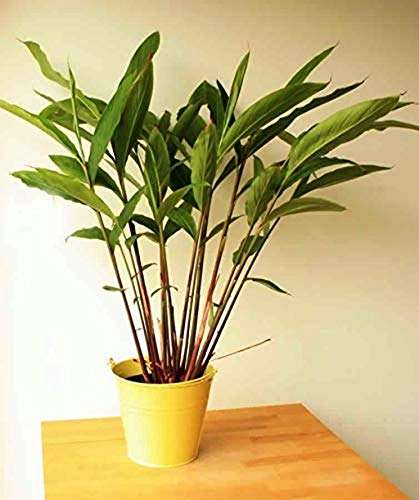 OhhSome Live Badi Elaichi Black Cardamom Plant