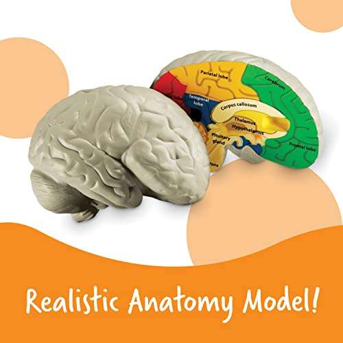 Learning Resources Cross-section Brain Model - 2 Pieces, Ages 7+ Brain Anatomy Model, Brain Functions Model, Human Anatomy for Kids, Foam Brain Model,Back to School Supplies 2