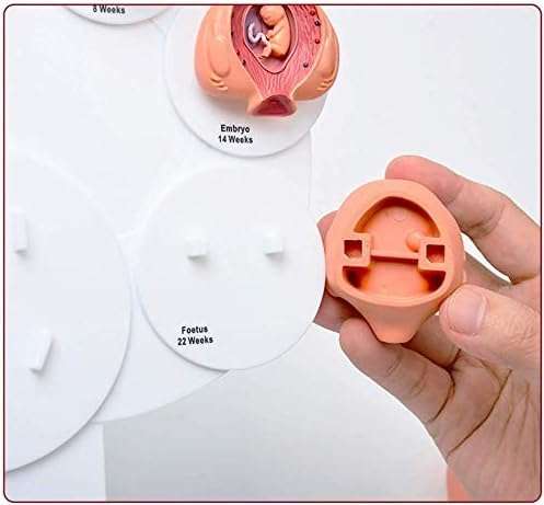 HDCCDM Fetus Growth Process Model Fetal Model The Fetus Uterine Embryo Development Model Medical Teaching Supply Anatomy Teaching Aids 6