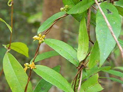 Creative Farmer Nannari (Hemidesmus Indicus) Indian Sarsaparilla Natural Outdoor Plant Live (Healthy Live Plant) 4