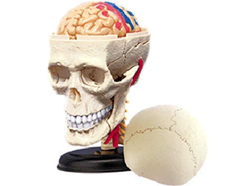 Anatomy Model, 4D Human Anatomy Cranial Skull Model, Human Skull with Brain 39-Part Life-Size Anatomy for Science Classroom Study Display Teaching Medical Model Skeleton Model