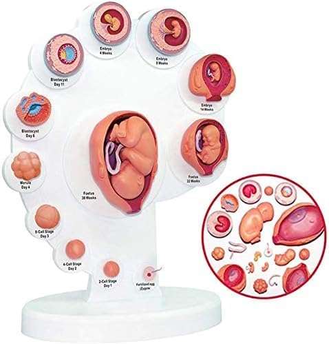 HDCCDM Fetus Growth Process Model Fetal Model The Fetus Uterine Embryo Development Model Medical Teaching Supply Anatomy Teaching Aids 1