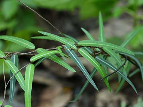 Creative Farmer Nannari (Hemidesmus Indicus) Indian Sarsaparilla Natural Outdoor Plant Live (Healthy Live Plant) 3