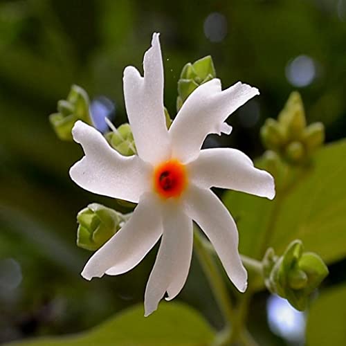 Creative Farmer Pavizhamalli (Nyctanthes Arbor-Tristis) Night Jasmine, Parijat For Golden/Yellow Flowers Spring And Summer Medicinal Plant (Healthy Live Plant)