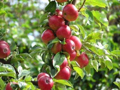 Ariya ANNA GRAFTED APPLE PLANT- Live Apple plant for Hot Climate/ Hot Weather- Apple Plant for all Season-From Shimla-Himachal Pradesh (Anna Apple Plant) 5