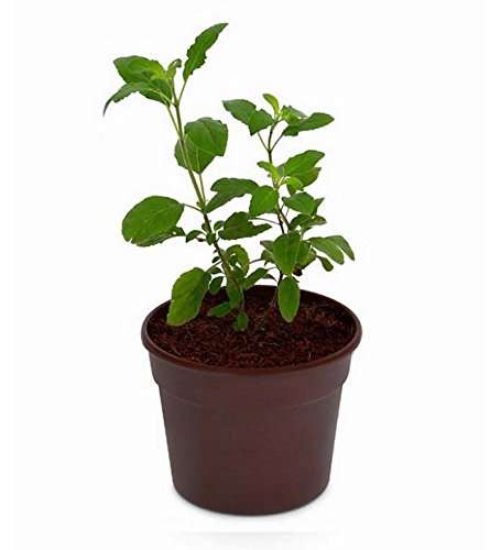 Yka Seeds Creative Farmer Tulsi Seeds 1