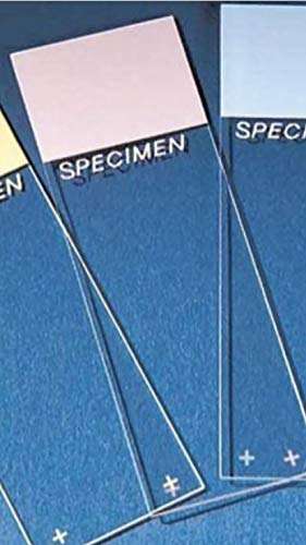 Fisherbrand Superfrost Plus and ColorFrost Plus Microscope Slides/Pink