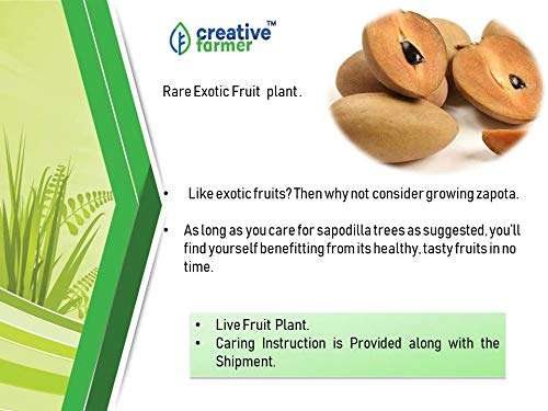 Creative Farmer Live Exotic Fruit Plant Sapota Chiku (Sapodilla) Chikoo Sweet Balcony Garden Plant(1 Healthy Live Plant) 6