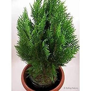 Creative Farmer Live Plant Garden Thuja (Mor Pankh) Spice Occidentalis Plants for (1 Live …Garden Plant)