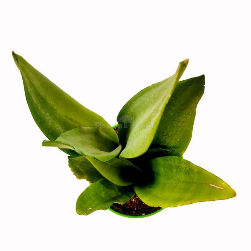 M/S PLANTS BAZAR Sansevieria Moonshine - Snake Plant with Planter ( Pack of 4) 3