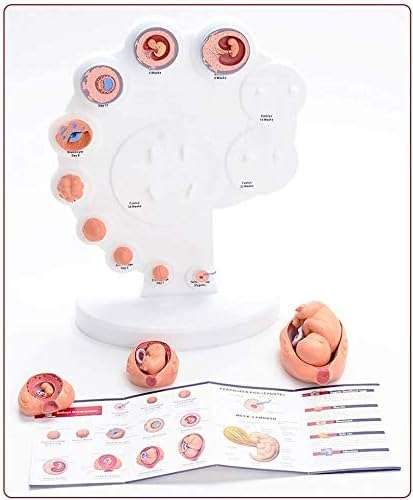 HDCCDM Fetus Growth Process Model Fetal Model The Fetus Uterine Embryo Development Model Medical Teaching Supply Anatomy Teaching Aids 3