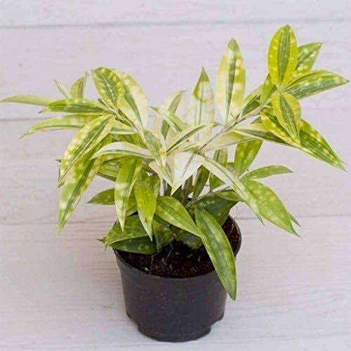 Creative Farmer Yellow Milky Bamboo Indoor Plant For Balcony (Healthy Live Plant)
