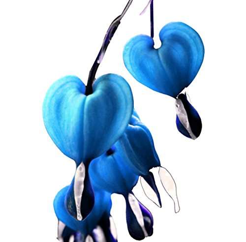 Futaba Rare Lamprocapnos spectabilis - Blue - 5 Pcs 1