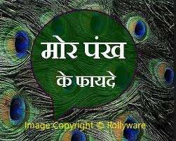 Rollyware Natural Peacock Feather More Pankh Fan Tails Original Full Length Laddu Gopal Handmade Morpankh Peacock Feather Dress, Pack of (4) 5