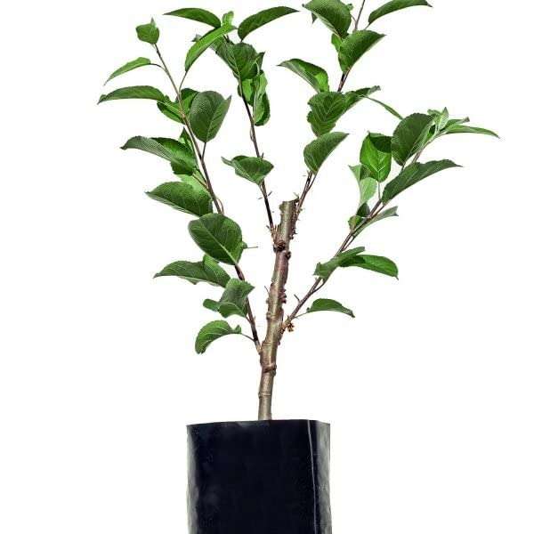 Ariya ANNA GRAFTED APPLE PLANT- Live Apple plant for Hot Climate/ Hot Weather- Apple Plant for all Season-From Shimla-Himachal Pradesh (Anna Apple Plant) 3