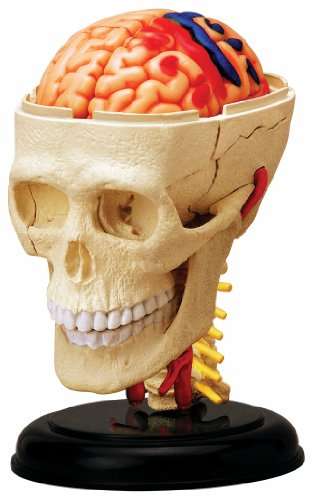 Tedco Human Anatomy Cranial Skull 1
