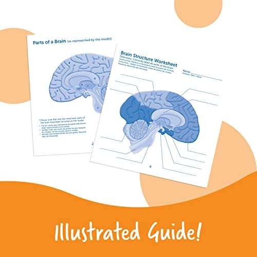Learning Resources Cross-section Brain Model - 2 Pieces, Ages 7+ Brain Anatomy Model, Brain Functions Model, Human Anatomy for Kids, Foam Brain Model,Back to School Supplies 5