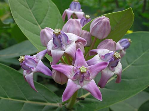Creative Farmer Erukku (Calotropis) Milk Weed/Crown Flower Bili Ekkada Gida Ganpati Gigantea Living Plant Poly Bag (Healthy Live Plant)