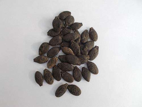 Leafy Tales Ridge Gourd Seeds for Kitchen Gardening, 25 seeds, RidgeGourd 3