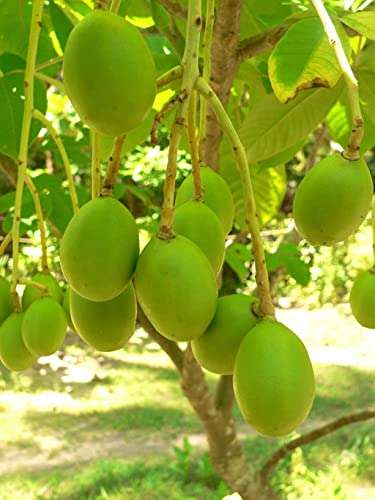 OhhSome Plant For Garden Live Rare Indian Hog Plum Ambazham Fruit Terrace (Healthy Plant)