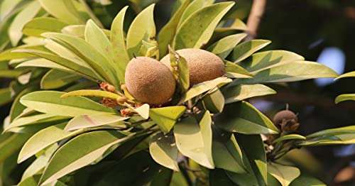 Ariya Kalapati Variety Sopota (Chiku) Fruit Grafted Live Plant With Poly beg 5