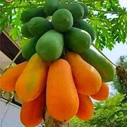 Rimi Garden® Papaya Promoter Premium Essential Powerful Liquid Fertilizer for the Best Growth of Papaya Plants. (1000 ml) 4