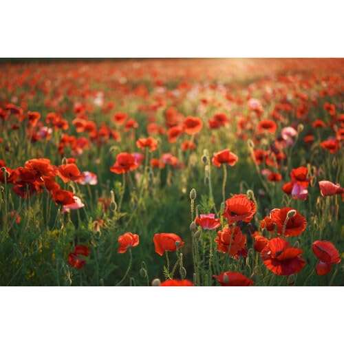 Sigma 28-45mm f/1.8 DG DN Art Lens (Sony E) (612965) + Lens Filter Kit + Cleaning Kit + Lens Cap 6