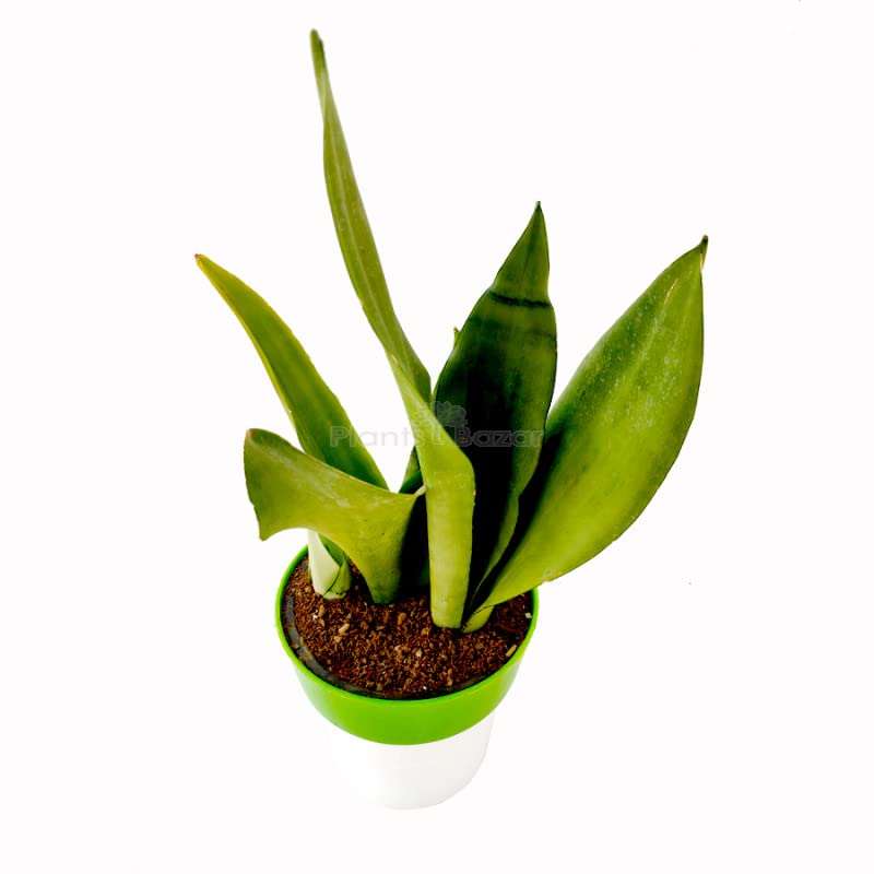 M/S PLANTS BAZAR Sansevieria Moonshine - Snake Plant with Planter ( Pack of 4) 4